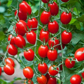 Hạt giống cà chua bi cherry đỏ f1 - gói 0,1 gram
