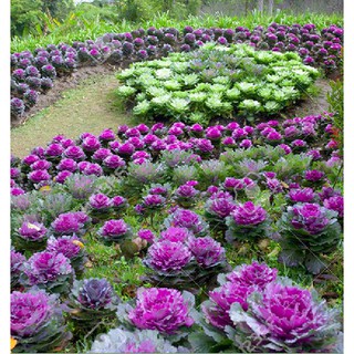 Hạt giống hoa bắp cải nhiều màu 1 gói 30 hạt