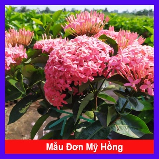 Cây Hoa Mẫu Đơn Mỹ Hồng - cây cảnh để bàn - caykiengsadec