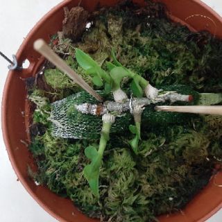 Phi Điệp Phú Thọ