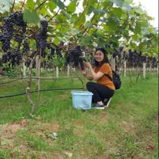 Cây Nho Giống Leo Giàn Hạ Đen Ko Hạt