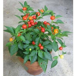 [SIÊU RẺ]Hạt Giống Ớt Kiểng Quả Tròn Đỏ gói 10 hạt dễ trồng