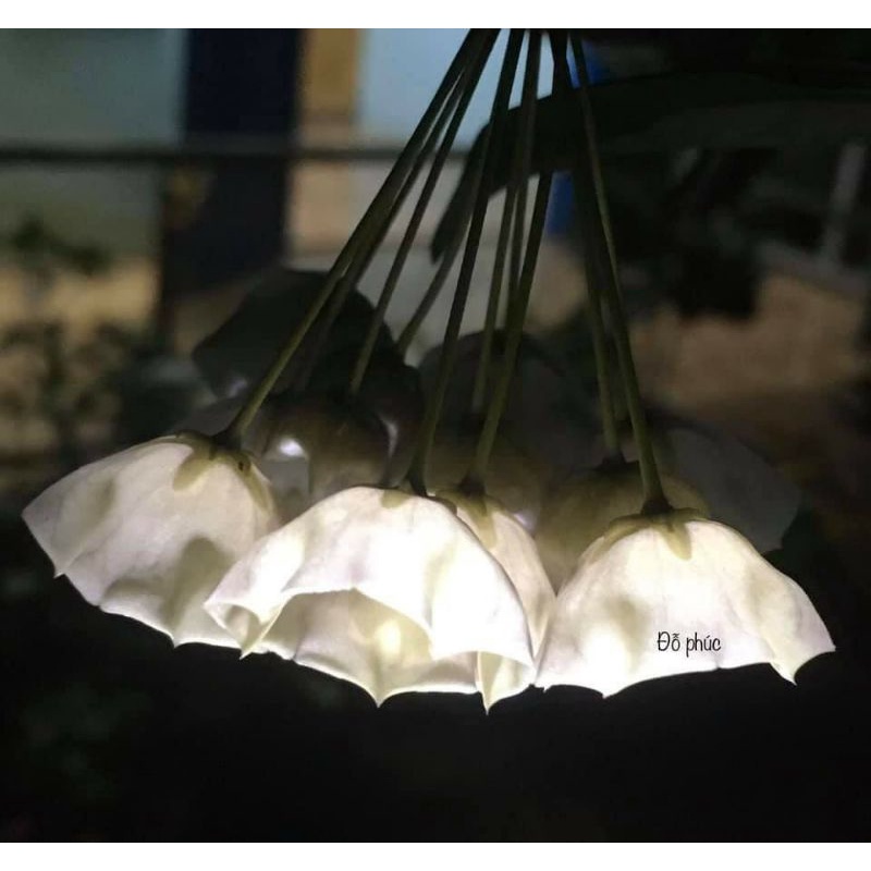 Chậu hoa Cẩm cù Campanulata white lớn đang hoa or còi nụ