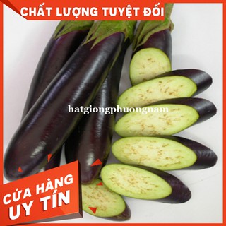 HẠT GIỐNG CÀ TÍM DÀI - còn hàng