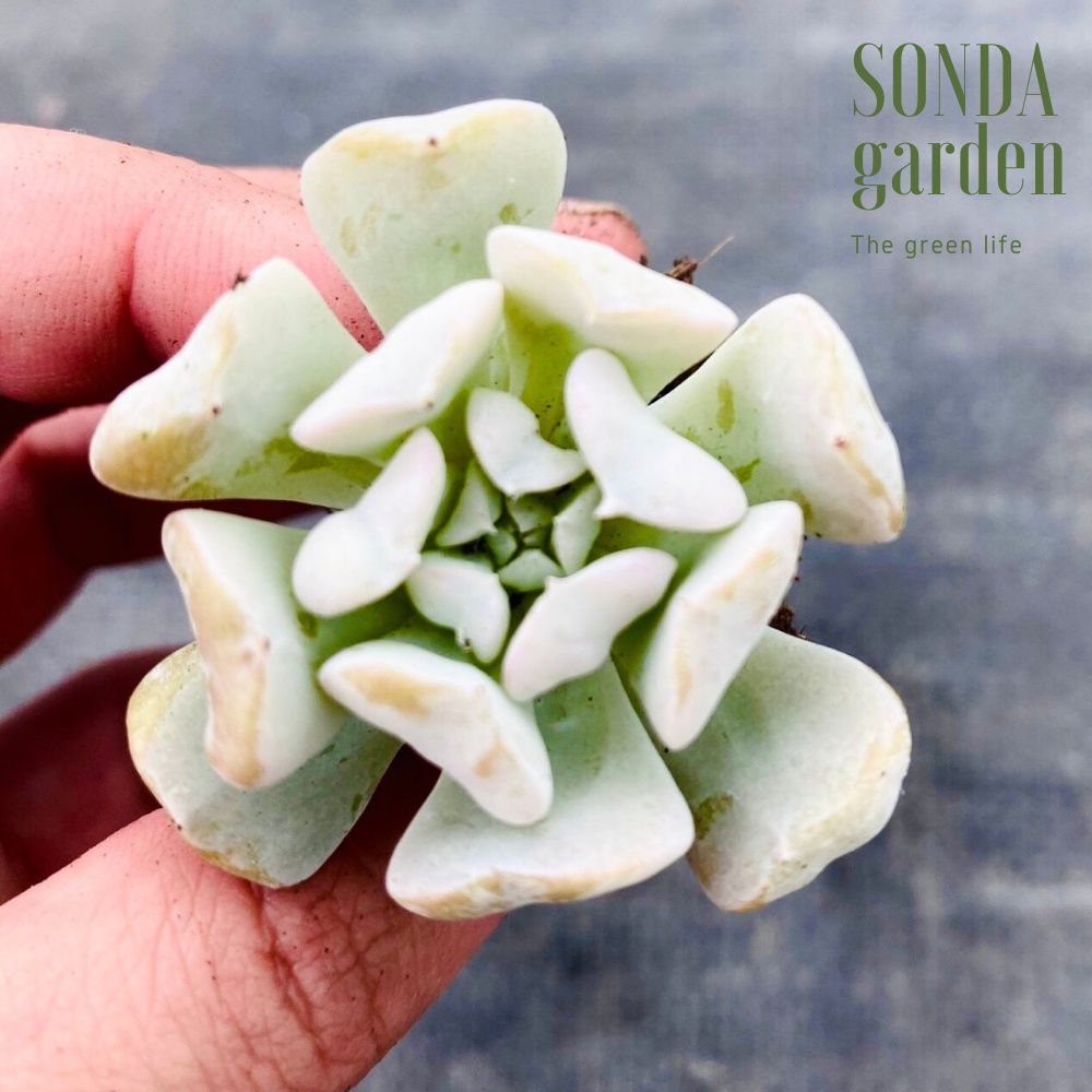 Sen đá cúc trắng SONDA GARDEN size mini 2.5-4cm, xuất xứ Đà Lạt, khoẻ đẹp, lỗi 1 đổi 1