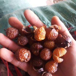 Bồ hòn khô tách hạt loại 1 chỉ 49k 1 cân