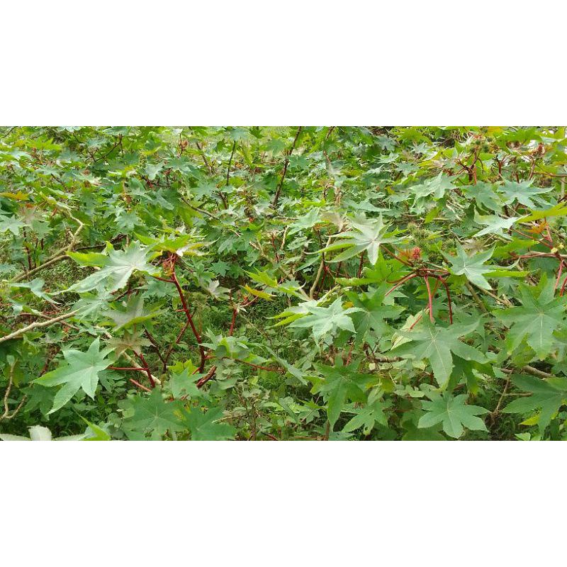 1KG Quả Thầu Dầu Tươi