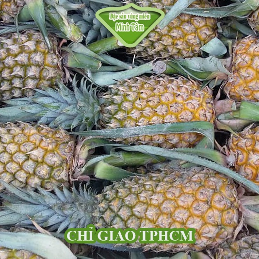 Thơm quả to [CHỈ GIAO TP.HCM]