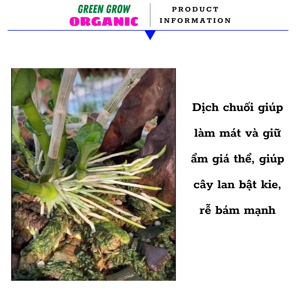 Dịch chuối trứng ủ HUMIC lên men Green Grow Organic phân bón hữu cơ kích rễ kích hoa cho hoa hồng và phong lan MS116