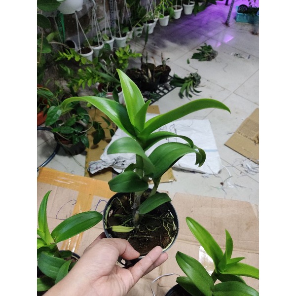 Hoa lan denro lai cát mắt rồng