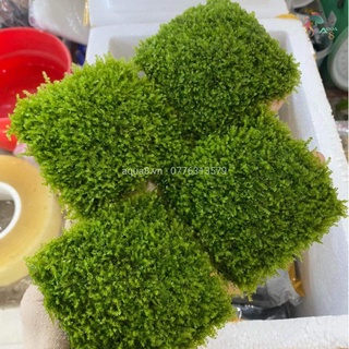 Rêu mini taiwan lá nước vỉ 8x8cm rêu dán lũa bonsai