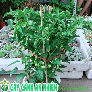 Chậu ớt kiểng