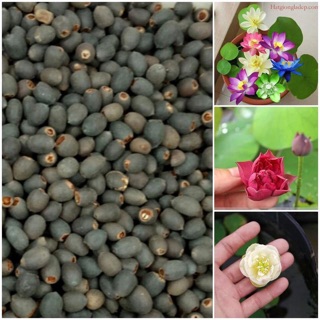 Sỉ 1000 hạt sen mini nhật cánh kép