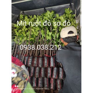 CÂY GIỐNG MÍT RUỘT ĐỎ SƠ ĐỎ