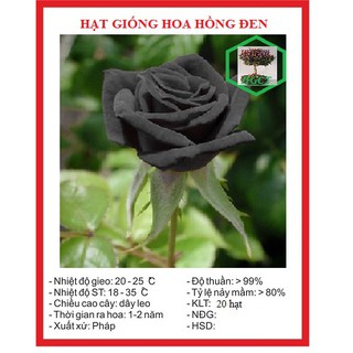 Hạt giống hoa hồng đen 20 hạt - tặng kèm viên nén kích thích ươm hạt - DC