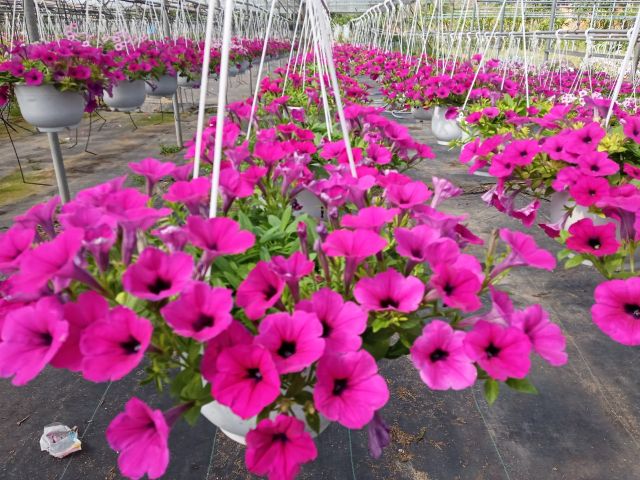 Phân bón NPK Minro 15-5-20 ra hoa ra trái nuôi hoa nuôi trái 200gr