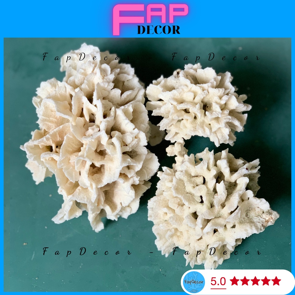 SAN HÔ BÔNG RẠN HOA GIẤY CAO CẤP BIỂN THIÊN NHIÊN SIÊU ĐẸP TRANG TRÍ THỦY SINH, DECOR NHÀ CỬA
