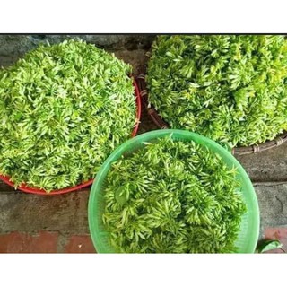 Cây giống Hoa Thiên Lý - Hoa Xanh Siêu Hoa