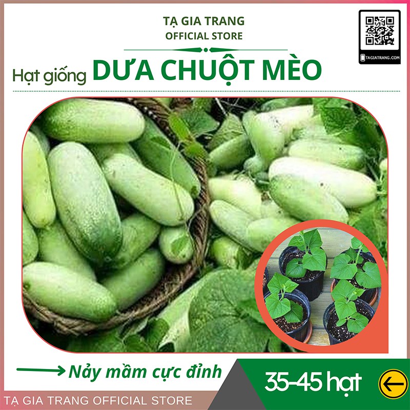 Hạt giống dưa chuột mèo - Gói 40 hạt