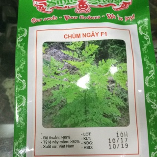 Hạt giống cây chùm ngây