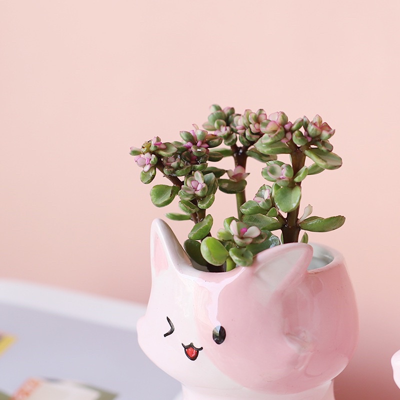 Chậu cây mini để bàn trồng sen đá xương rồng - Chậu mèo hồng kèm đế - Ảnh thật shop chụp