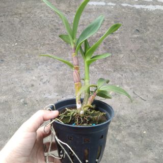 Lan denro nắng quán long - lớn