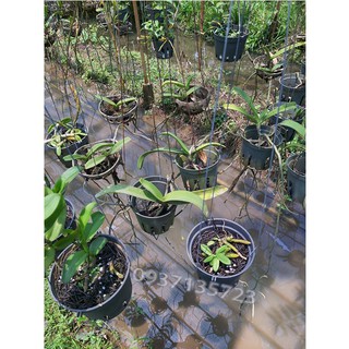 cây lan ngọc điểm rừng