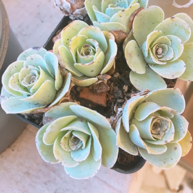 Combo sen đá hoa hồng xanh