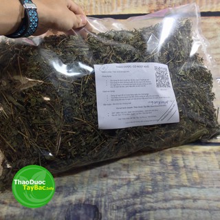 Cỏ Ngọt Stevia ( Hình Thật )