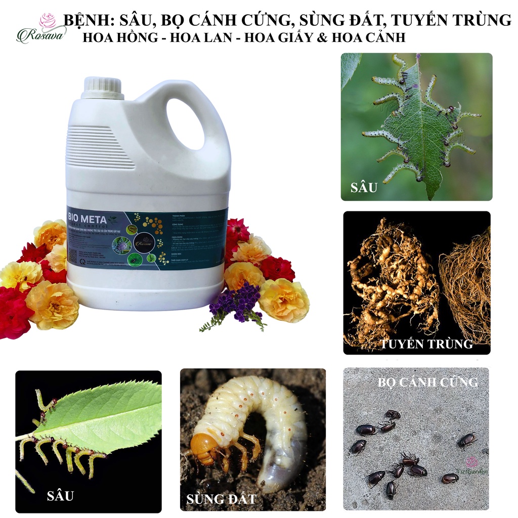 Chế phẩm sinh học nấm xanh metarhizium diệt sùng đất, rết, bọ cánh cứng, châu chấu và côn trùng gây hại cho cây ROSAVA