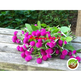 Hạt giống hoa Cúc Bách Nhật Tím Kèm Qùa Tặng Và Hướng Dẫn Ươm Trồng