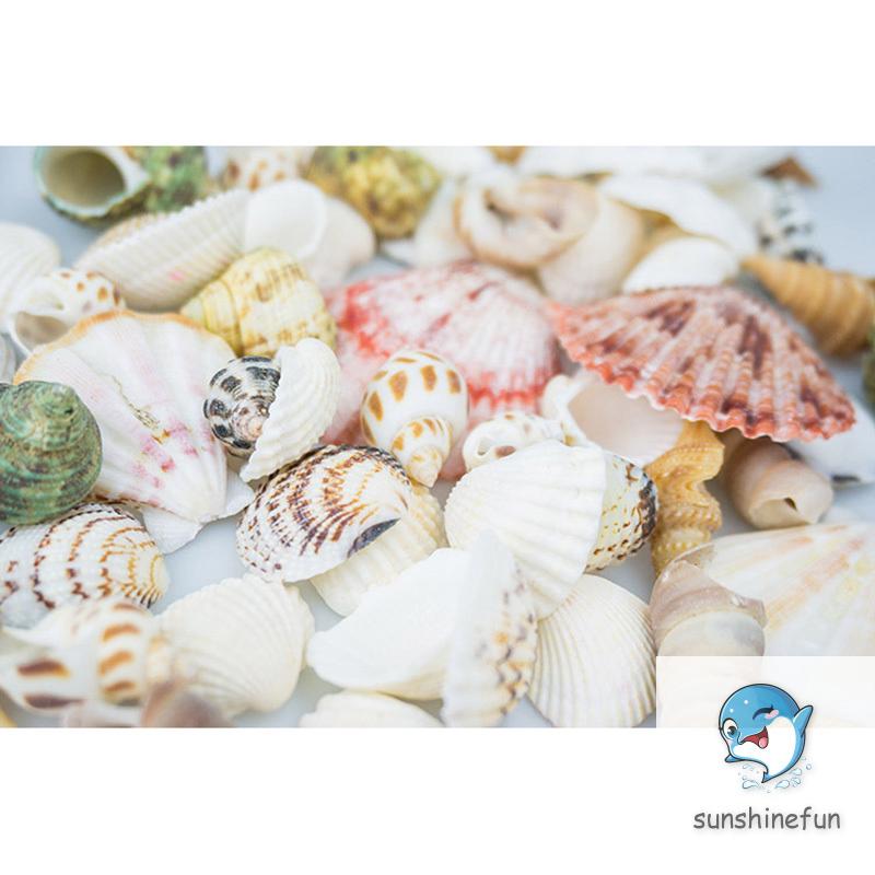 100G Vỏ Sò / Ốc Biển Trang Trí Bể Cá