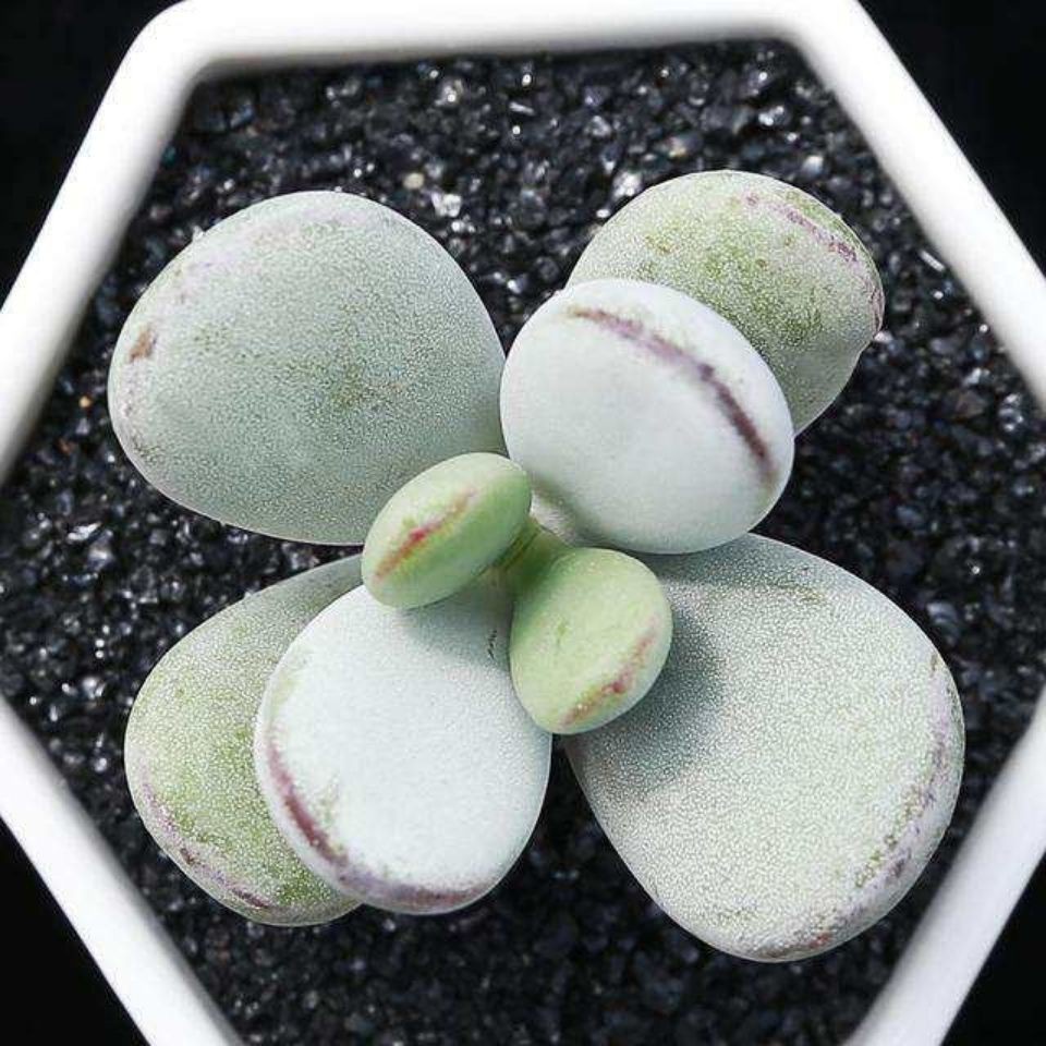 Hạt giống sen đá kim cương Tỷ lệ nảy mầm lên đến 98% 30h