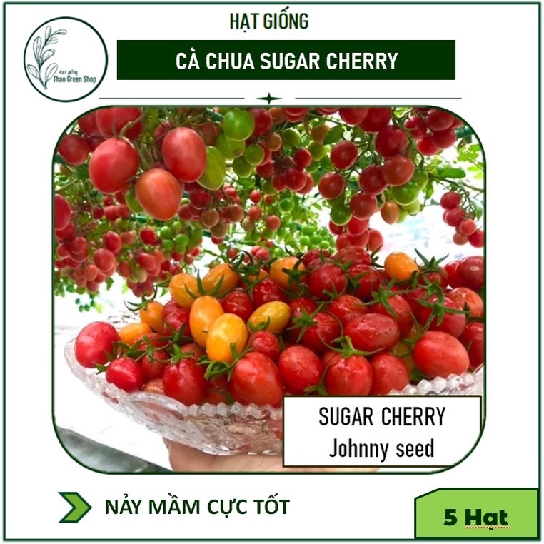 Hạt giống cà chua trái cây chịu nhiệt Sugar Cherry Johnnys seed - 5 hạt
