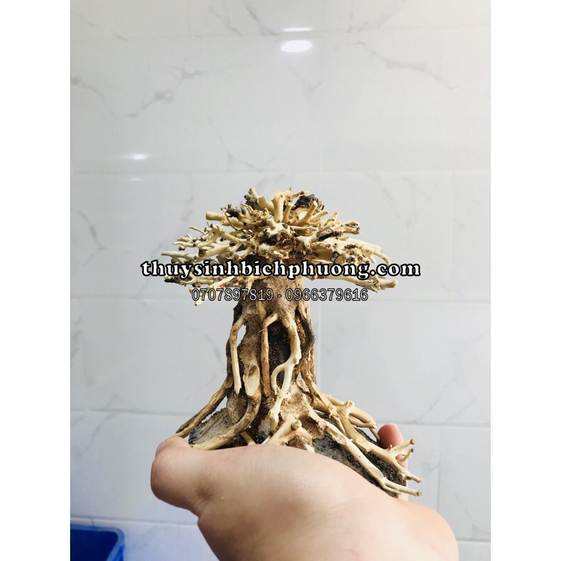 BONSAI LŨA GỖ MINI DÙNG CHO HỒ 20CM-40CM | THIẾT KẾ CỔ THỤ CHO HỒ THUỶ SINH