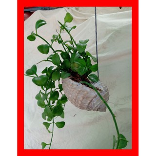 Cây Đô La trồng ( Kèm Chậu Vỏ Ốc Biển )