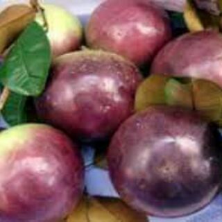 CÂY GIỐNG VÚ SỮA TÍM