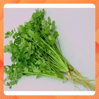 Hạt giống ngò rí 50g