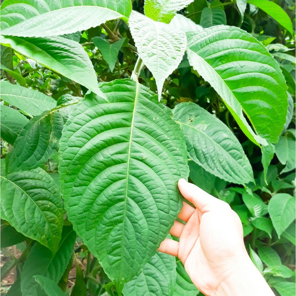 Hom Giống Cây Chè Khổng Lồ - Chè Lá Đại