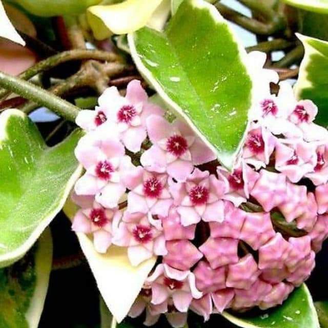 Cẩm cù lá cẩm thạch cây giống