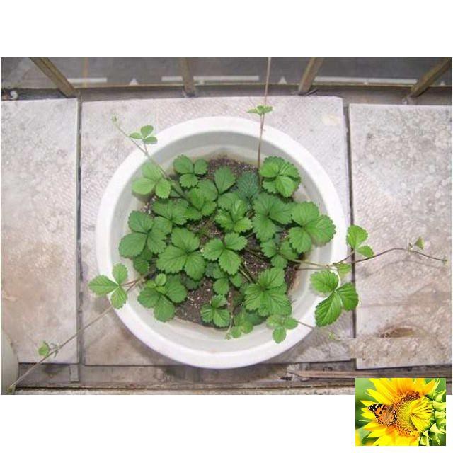 Gói 50 hạt giống dâu tây leo