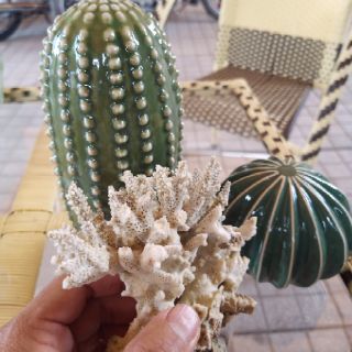 Combo 2 xương rồng sứ
