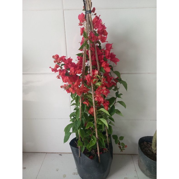 Cây hoa giấy đỏ thái siêu hoa