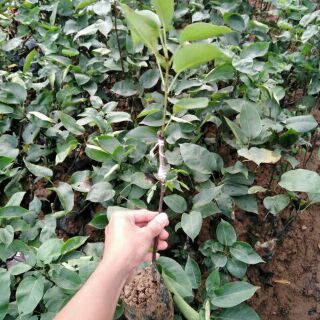 Cây giống lê nâu