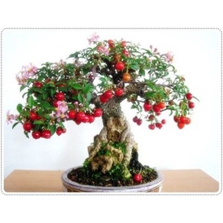 Hồng ngọc mai, cây bonsai, đang hoa.
