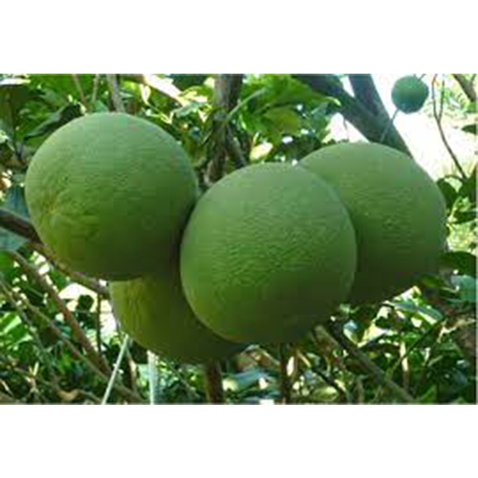 Phân Bón Lá SIÊU TẠO MÀU NHƯ Ý Chai 500ml CHỐNG PHÌ TRÁI, LÊN MÀU, SIÊU NẶNG KÝ, KÉO ĐƯỜNG, SIÊU NGỌT, MÃ ĐẸP