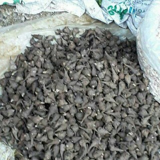 500g củ ấu tẩu khô