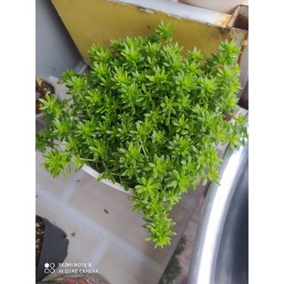 cây sen đá sedum xanh