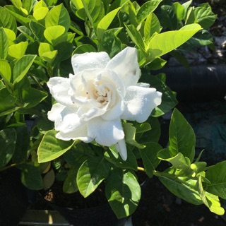 Bạch thiên hương hoa cực kỳ thơm hoa kép