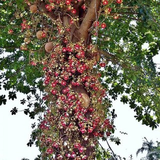 CÂY SALA ( CÂY NGỌC KỲ LÂN , CÂY ĐẦU LÂN ) GIỐNG